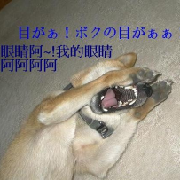 我的MOC-單身狗(柴犬)